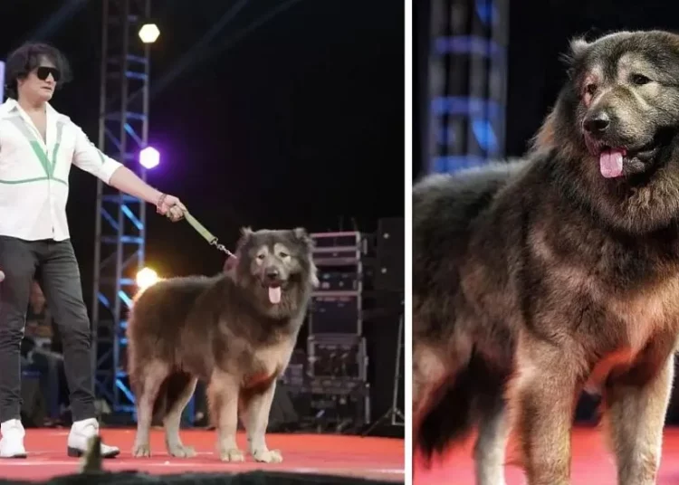 5,3 millions d’euros pour un chien !