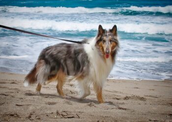 Quelle laisse choisir pour son chien ?