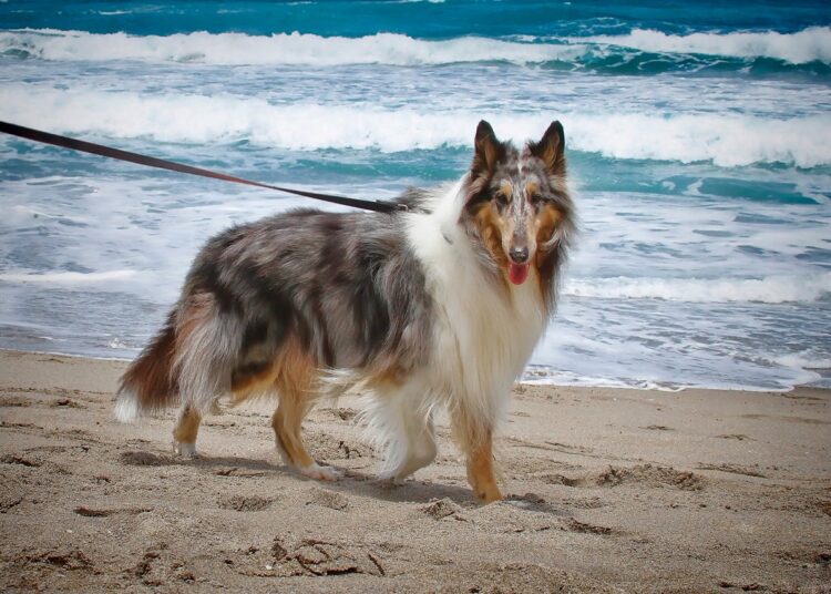 Quelle laisse choisir pour son chien ?