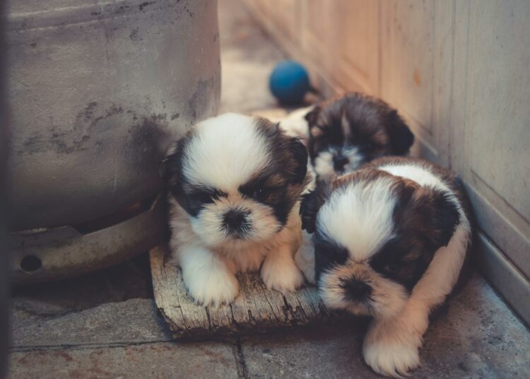 Comment préparer l’arrivée d’un chiot à la maison