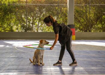 Qu’est-ce qu’un comportementaliste canin ?