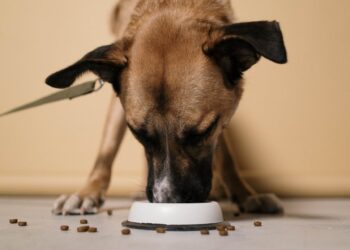 Nourrir son animal : quels sont les différents types de petfood ?