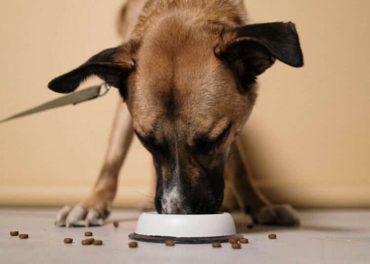 Nourrir son animal : quels sont les différents types de petfood ?