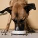 Nourrir son animal : quels sont les différents types de petfood ?