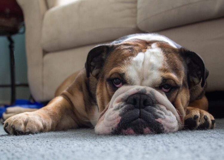 Plus c’est long plus c’est vieux