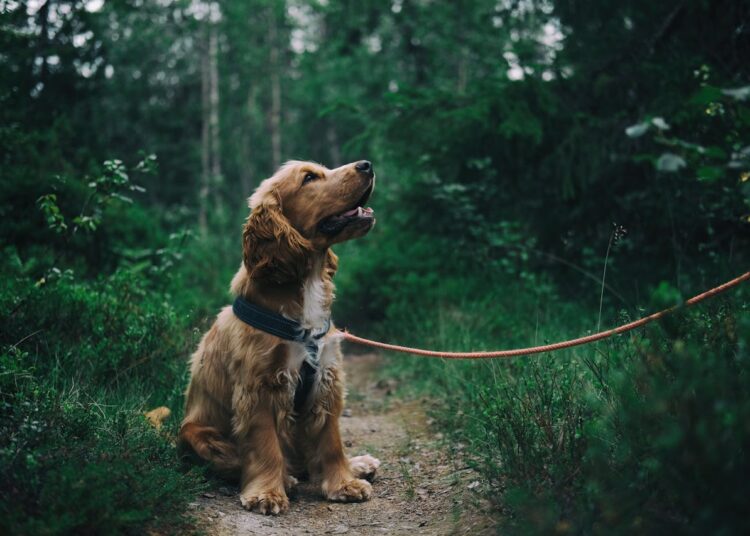 Attention aux amendes : Votre chien sans laisse peut vous coûter cher au printemps !