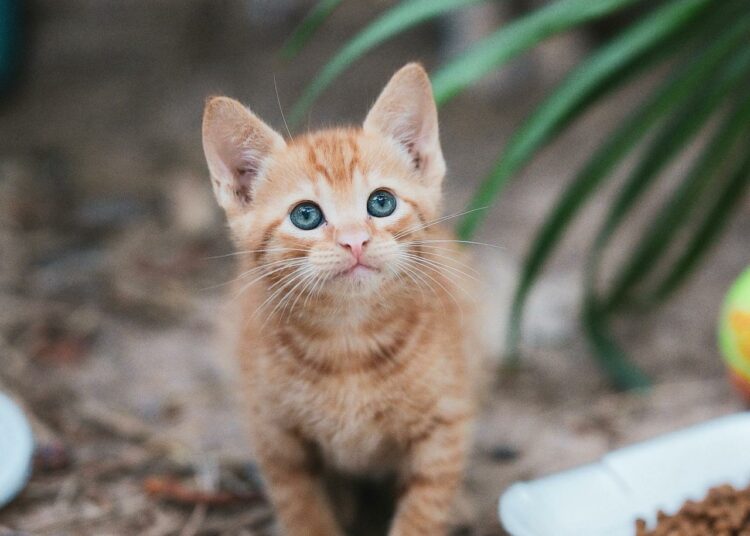 Comment préparer l’arrivée d’un chaton à la maison