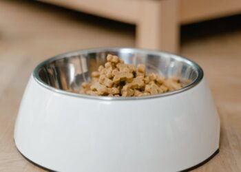 quand les croquettes s’adaptent à votre animal