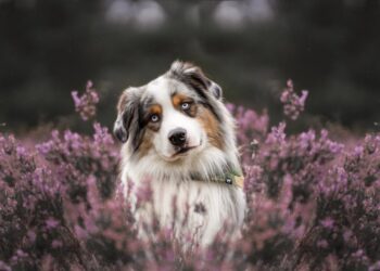 Top 10 des races de chiens préférées des Français en 2024