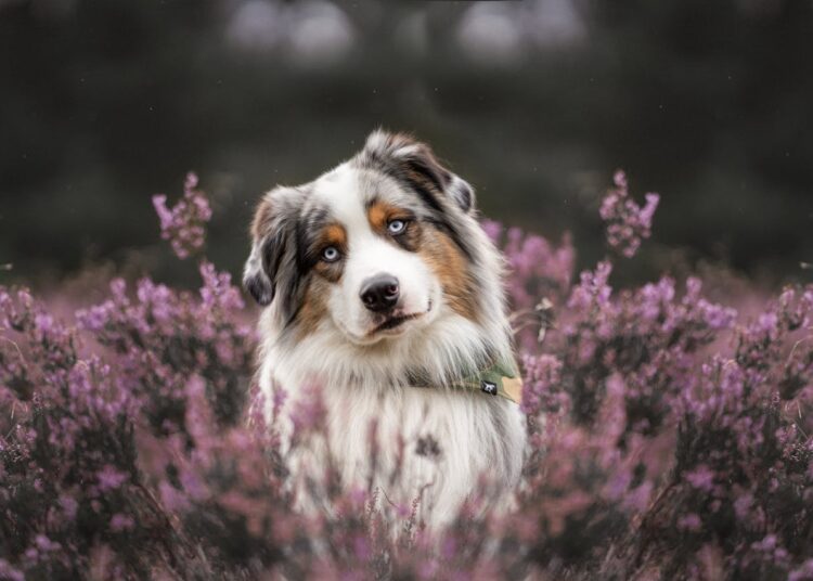 Top 10 des races de chiens préférées des Français en 2024