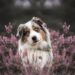 Top 10 des races de chiens préférées des Français en 2024
