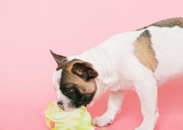 Petfood bio : une alimentation plus naturelle pour chiens et chats ?