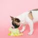 Petfood bio : une alimentation plus naturelle pour chiens et chats ?