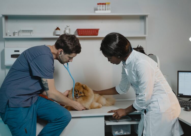 Quel est le rôle de l’auxiliaire vétérinaire ?