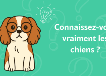 Quizz – Connaissez-vous vraiment les chiens ?