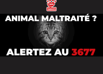 Que faire si vous êtes témoin de maltraitance animale ?