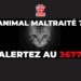 Que faire si vous êtes témoin de maltraitance animale ?
