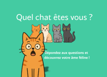 Quizz – Quel chat êtes vous ?
