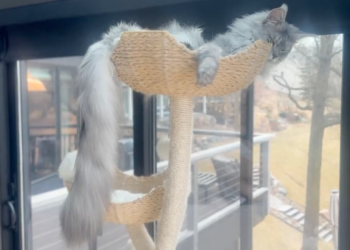 Un Maine Coon du Minnesota bat le record de la plus longue queue de chat domestique