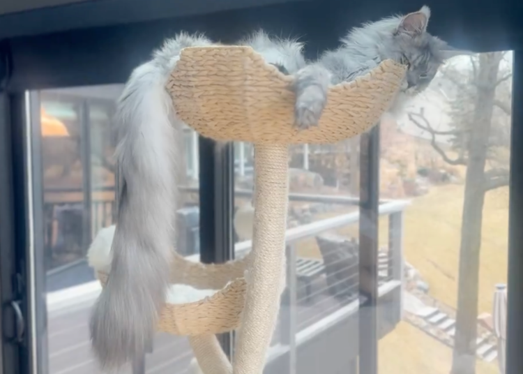 Un Maine Coon du Minnesota bat le record de la plus longue queue de chat domestique