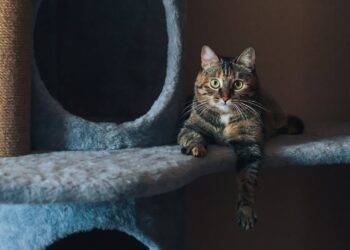 Alliez design et fonctionnalité pour le bien-être de votre félin avec un arbre à chat