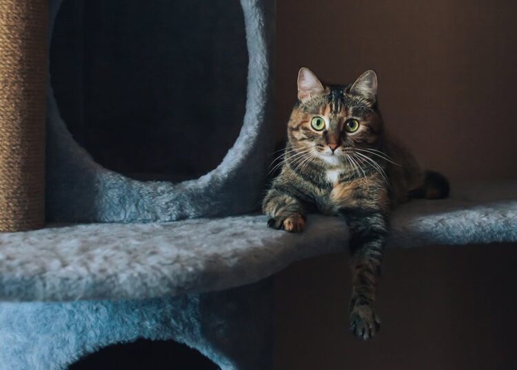 Alliez design et fonctionnalité pour le bien-être de votre félin avec un arbre à chat