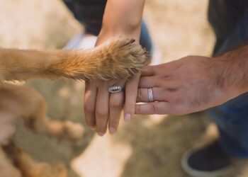 Pourquoi les Français aiment autant les chiens ?