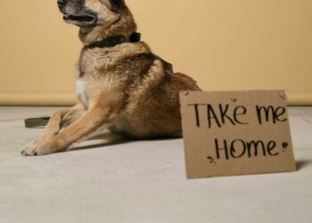 Où adopter un chien en 2025 ?