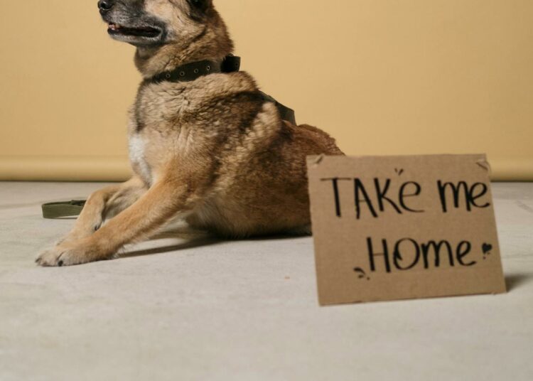 Où adopter un chien en 2025 ?