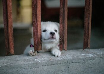 Vols d’animaux de compagnie : un fléau en hausse qui inquiète