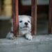 Vols d’animaux de compagnie : un fléau en hausse qui inquiète