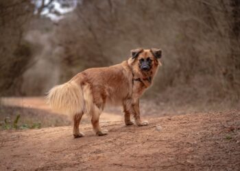 Pourquoi fuguent-ils ?