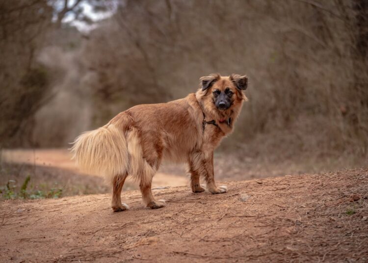 Pourquoi fuguent-ils ?
