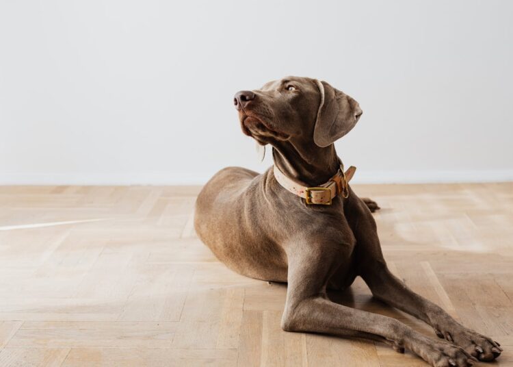 LOF, chien de race : pourquoi c’est important pour une adoption responsable