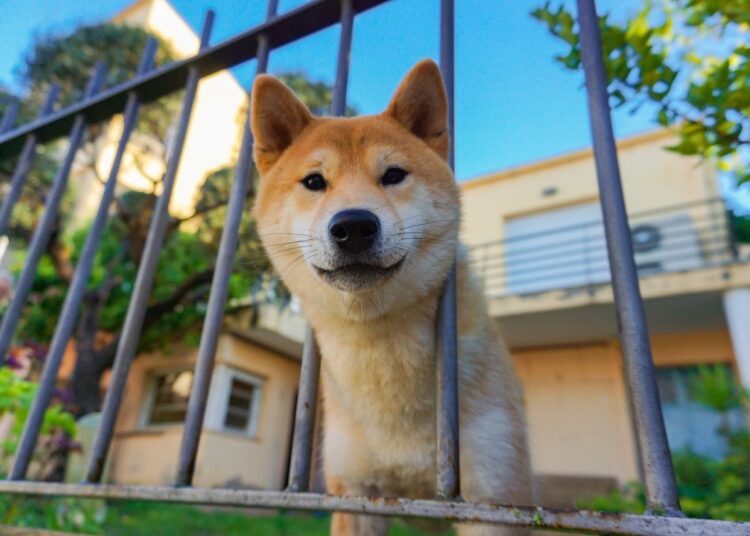 Premier chien : ces 3 races qu’un éducateur canin déconseille aux débutants