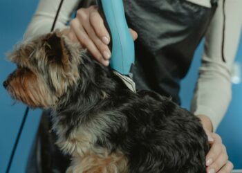Toiletteur animalier : un métier de passion au service du bien-être