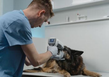 Le métier de vétérinaire