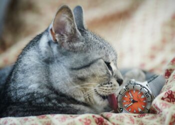 Le chat, ce maître du temps sans montre