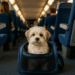 Chien ou chat en train ou métro : quelles sont les règles à respecter ?