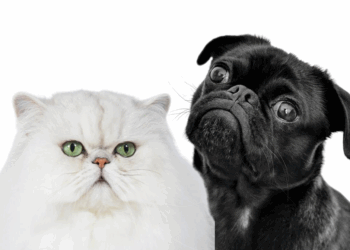 Chiens et chats : pourquoi ils se ressemblent de plus en plus