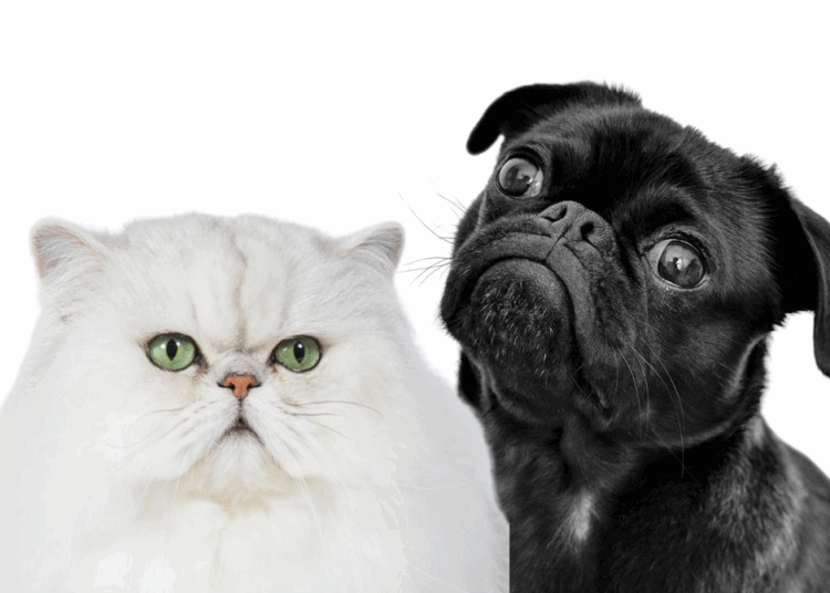 Chiens et chats : pourquoi ils se ressemblent de plus en plus