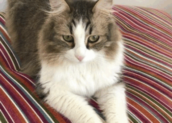 Chats sous les rails : la SNCF adopte un protocole… mais est-ce suffisant ?