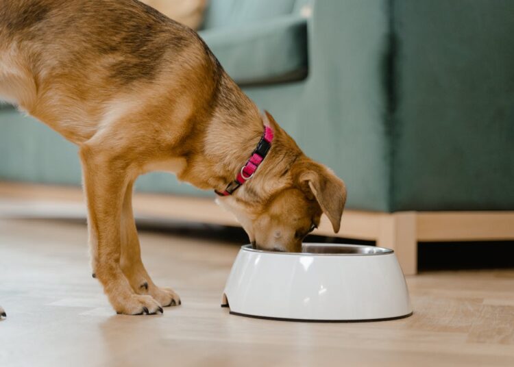 Les repères essentiels pour comprendre les besoins alimentaires de son chien