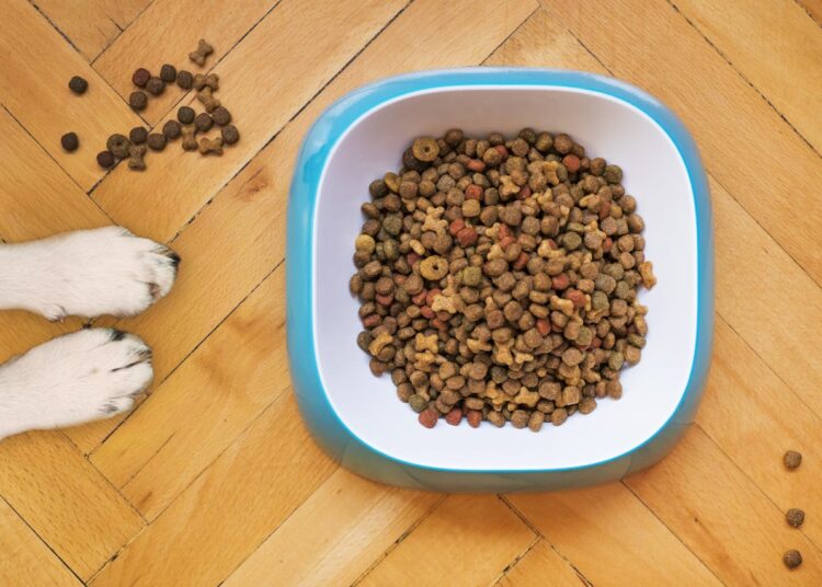 Comment évoluent les besoins nutritionnels d’un chien ?