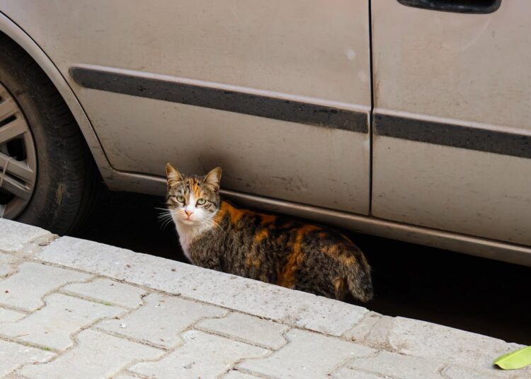 Puçage des chats : pourquoi l’obligation est encore trop peu respectée en France