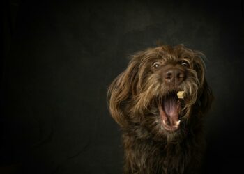 Les erreurs les plus courantes quand on nourrit son chien