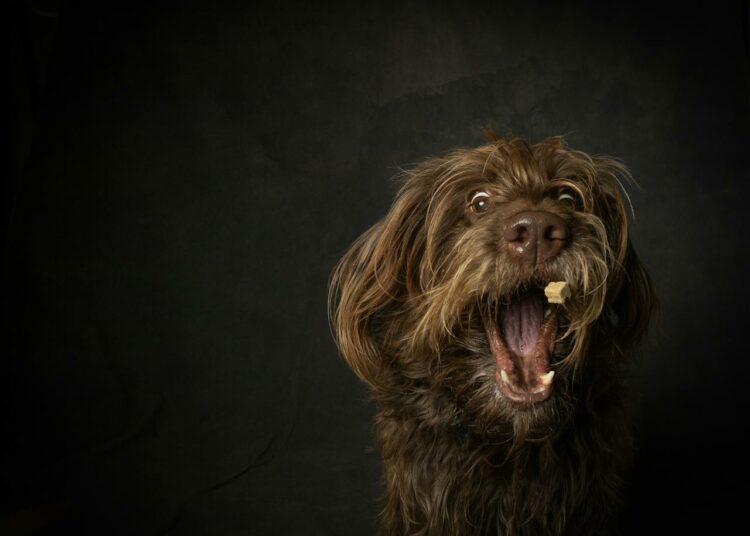 Les erreurs les plus courantes quand on nourrit son chien