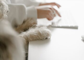 Travailler avec son chien au bureau : une idée qui séduit de plus en plus de salariés