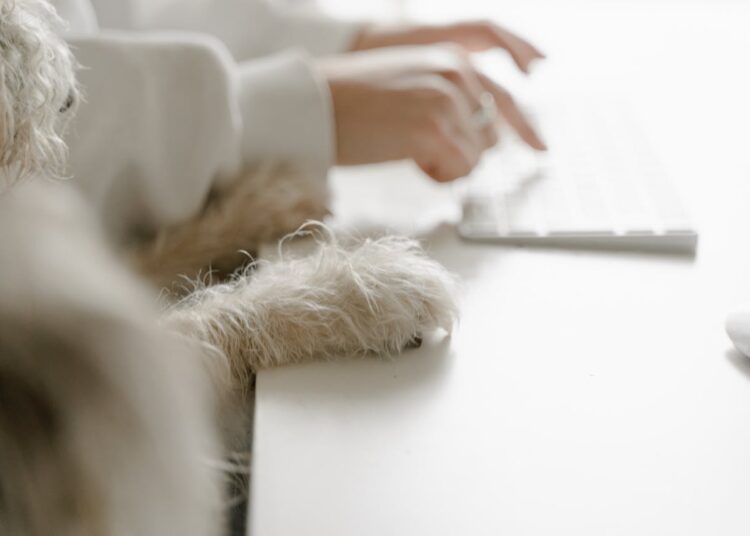 Travailler avec son chien au bureau : une idée qui séduit de plus en plus de salariés