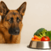 Chiens et chats végétariens : est-ce vraiment possible de les nourrir sans viande ?